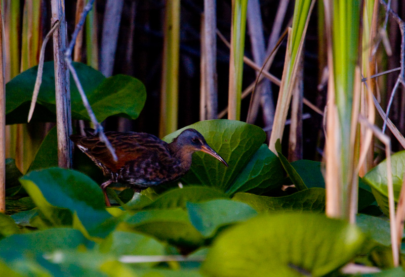 Virginia Rail On Lillies